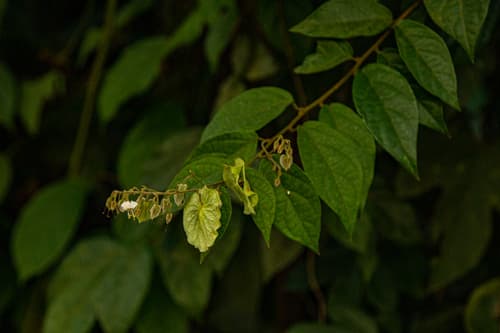 Dipteropeltis poranoides