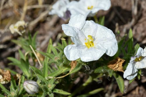 Nierembergia pinifolia