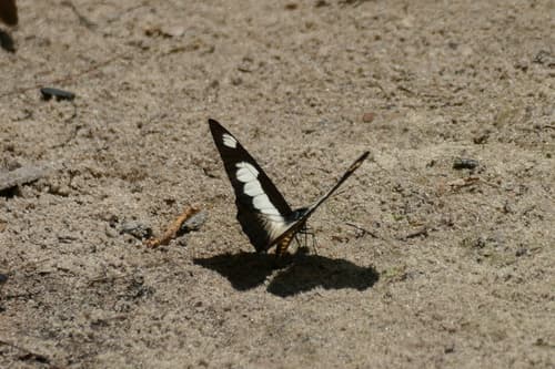 Simon's Graphium