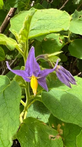 Solanum cordifolium