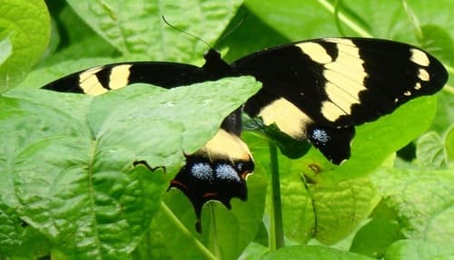 Jamaican Giant Swallowtail