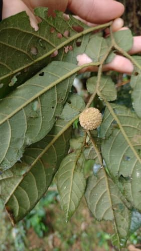 Solanum gnaphalocarpum
