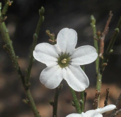 Western Cyphanthera