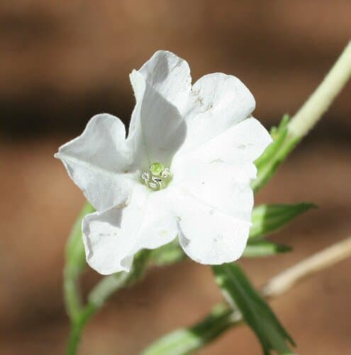 Nicotiana gascoynica