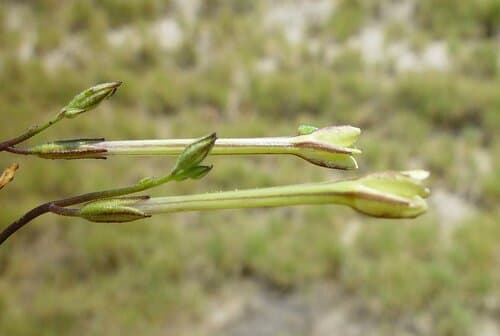 Nicotiana heterantha