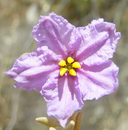 Western Nightshade