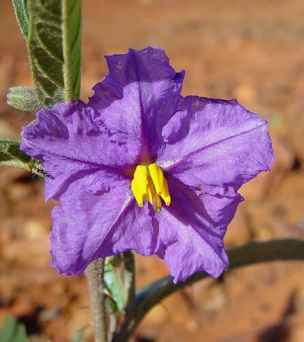 Piceum Nightshade