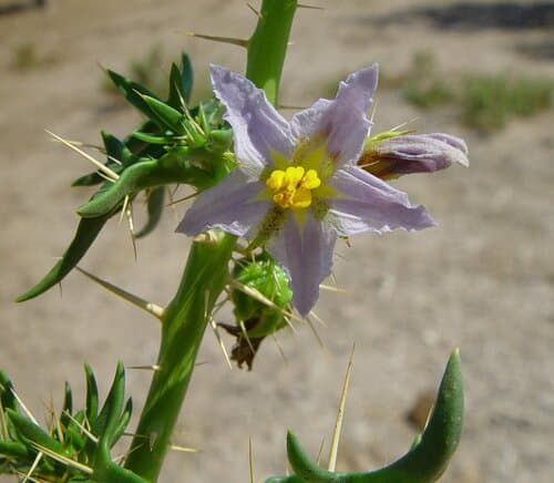 Solanum oligandrum