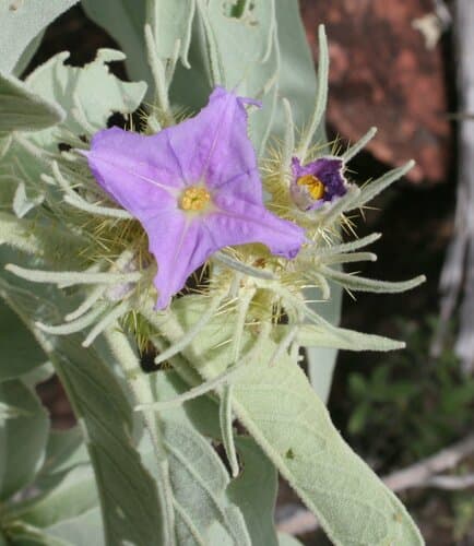 Solanum ossicruentum