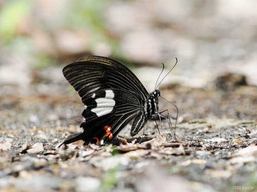 Papilio iswaroides