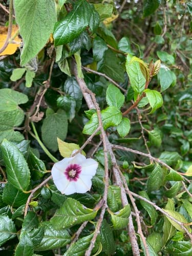 Convolvulus schimperi