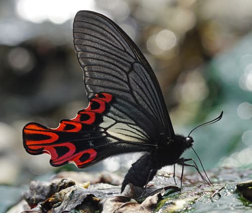 Taiwan Broad-tailed Swallowtail