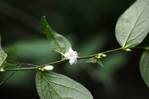 Evolvulus cardiophyllus