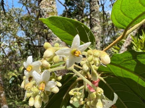 Solanum cladotrichum