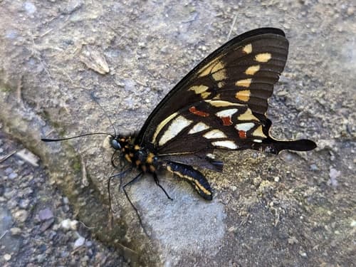 Zetides Swallowtail