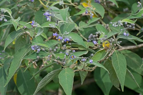 Solanum leontopodium