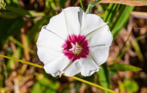 Convolvulus kilimandschari