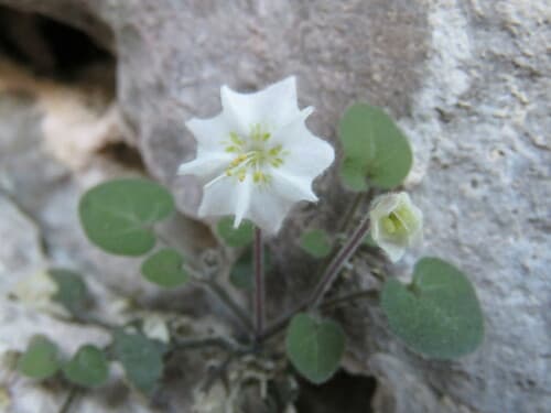 Chamaesaracha rzedowskiana