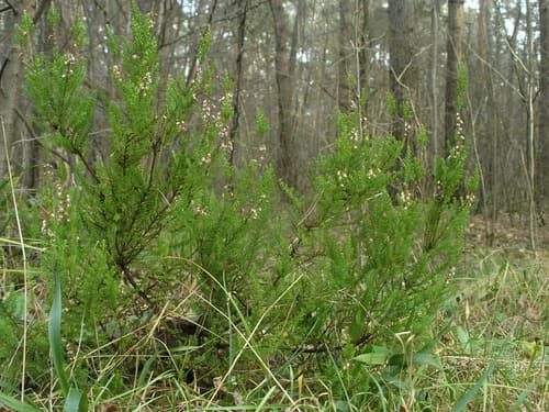 Heather