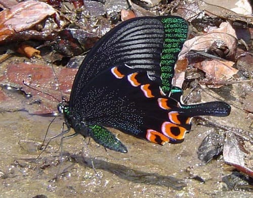 Luzon Peacock Swallowtail