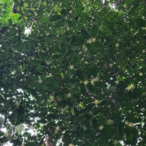 Alangium longiflorum