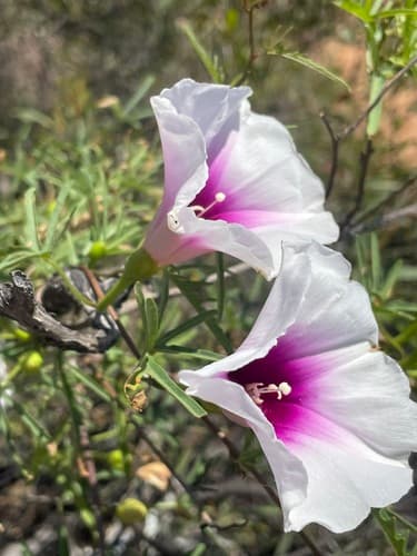 Ipomoea calobra