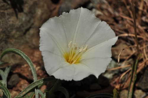 Convolvulus carduchorum