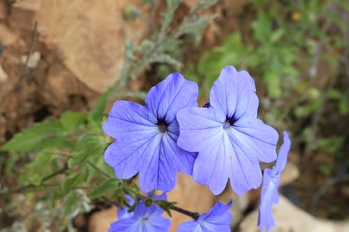 Browallia corongoana