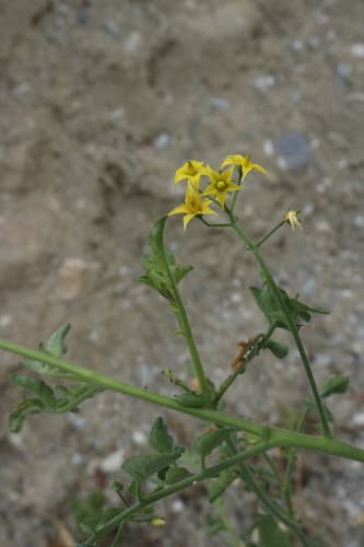 Solanum neorickii