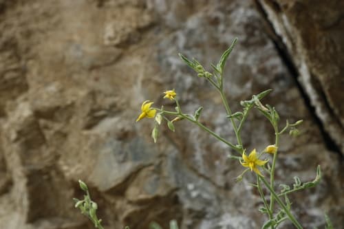 Solanum chmielewskii