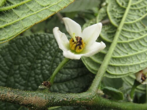 Solanum callianthum