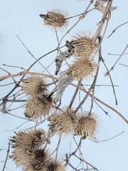 Burdock