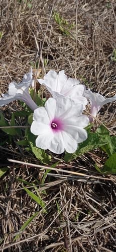 Ipomoea uruguayensis