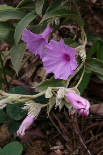 Ipomoea langsdorffii