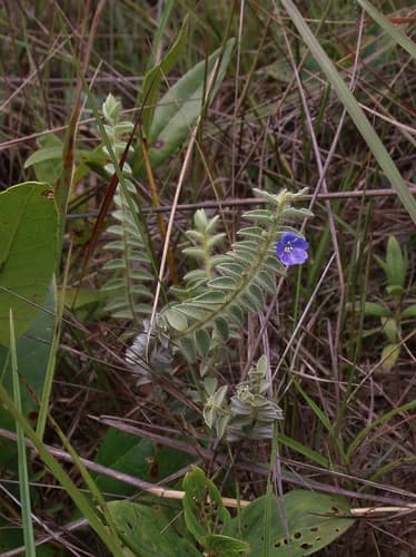 Evolvulus rariflorus