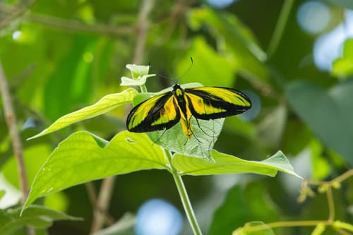 Paradise Birdwing