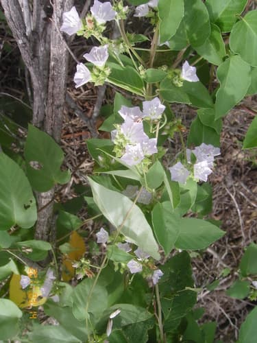 Jacquemontia parviflora