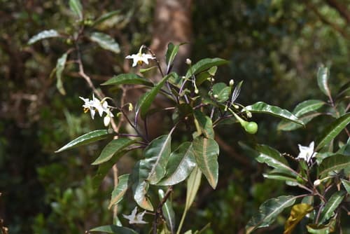 Solanum semisucculentum