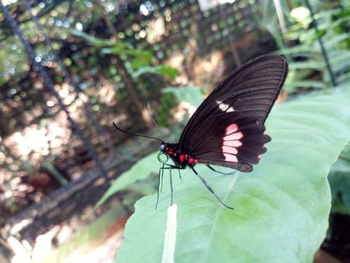 Parides tonila