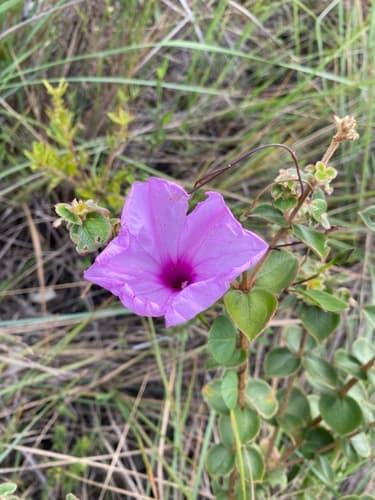 Ipomoea rupestris
