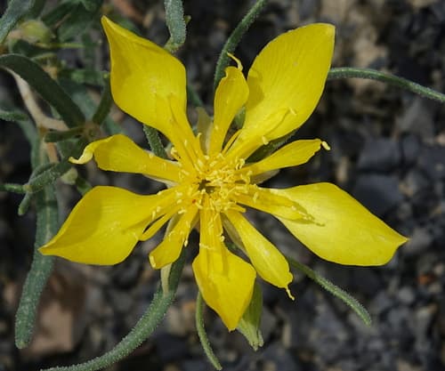 Manystem Blazingstar
