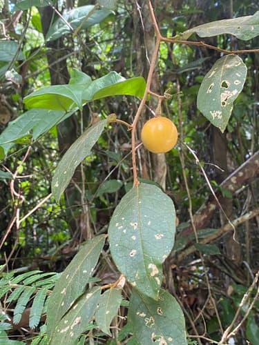 Solanum depauperatum