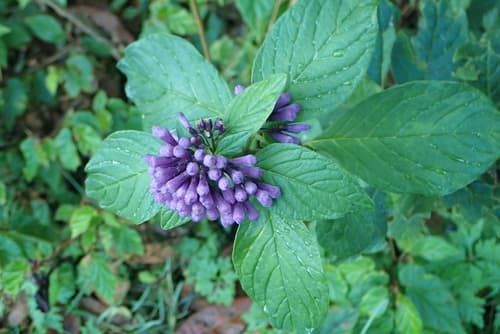 Cestrum violaceum