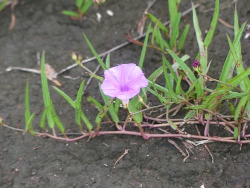 Ipomoea leprieurii