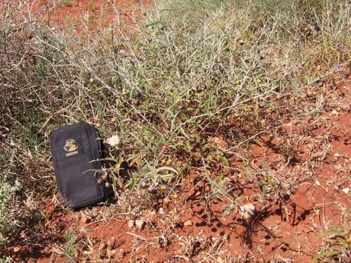 Morrison's Nightshade