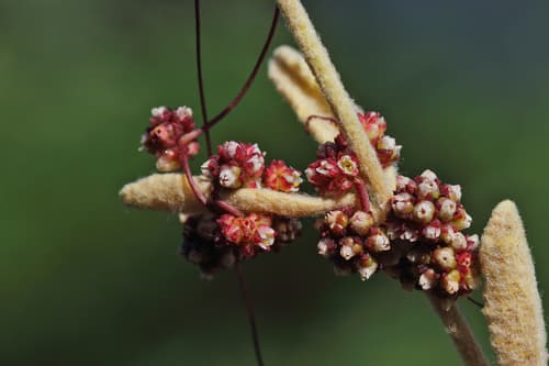 Cuscuta balansae