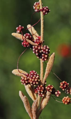 Cuscuta globulosa