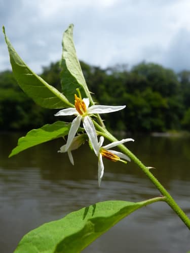 Solanum monachophyllum