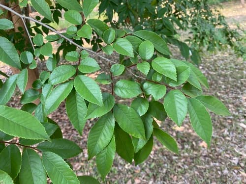 Lance-leaf Elm