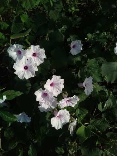 Ipomoea argentinica